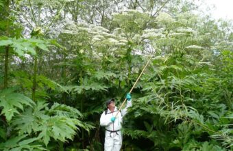 Жителей Тверской области начинают штрафовать за борщевик Жителей Тверской области начинают штрафовать за борщевик
