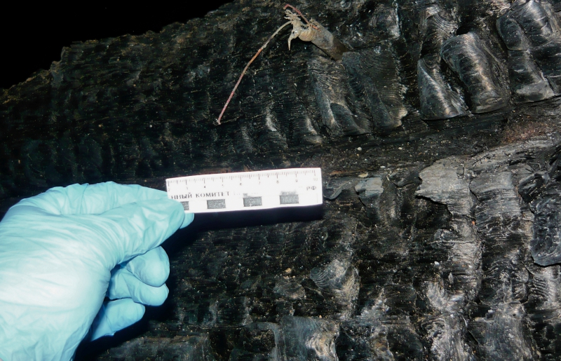 В Тверской области братья убили и сожгли двух человек