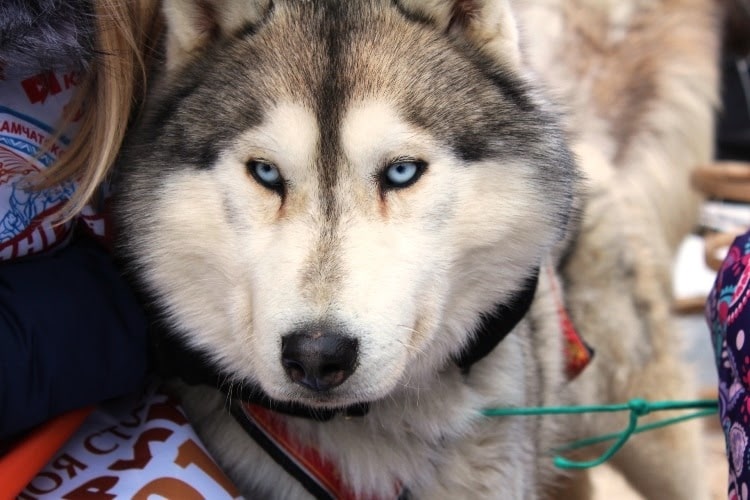 РТКОММ организовал спутниковую связь на ежегодных гонках Берингия на Камчатке