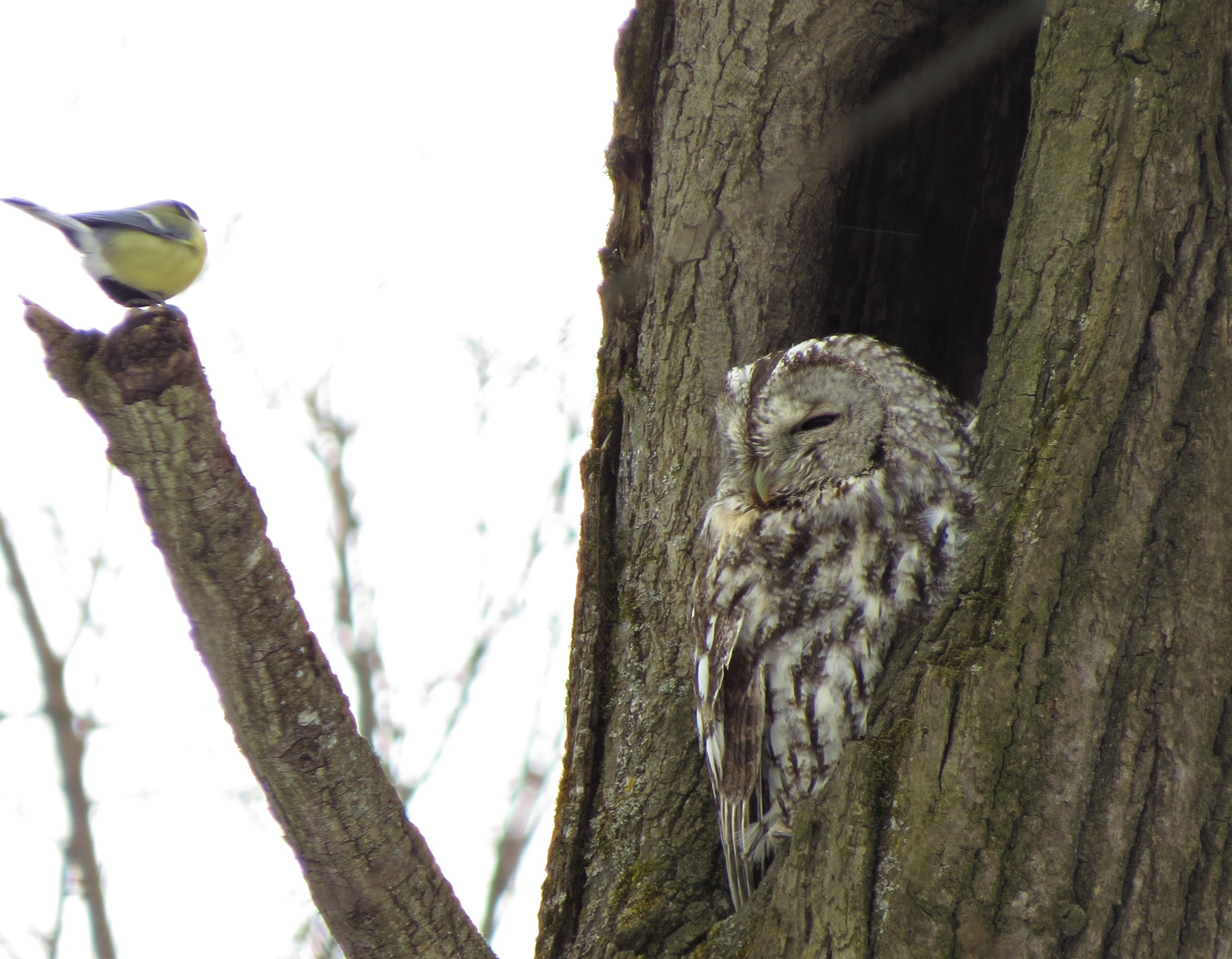 Весна в Твери не даёт спать красавице Мане