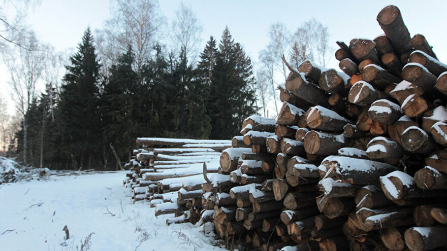 Трое ивановцев полгода воровали лес в Тверской области