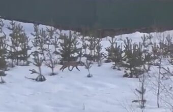 Раненая лиса пришла в деревню под Тверью Раненая лиса пришла в деревню под Тверью