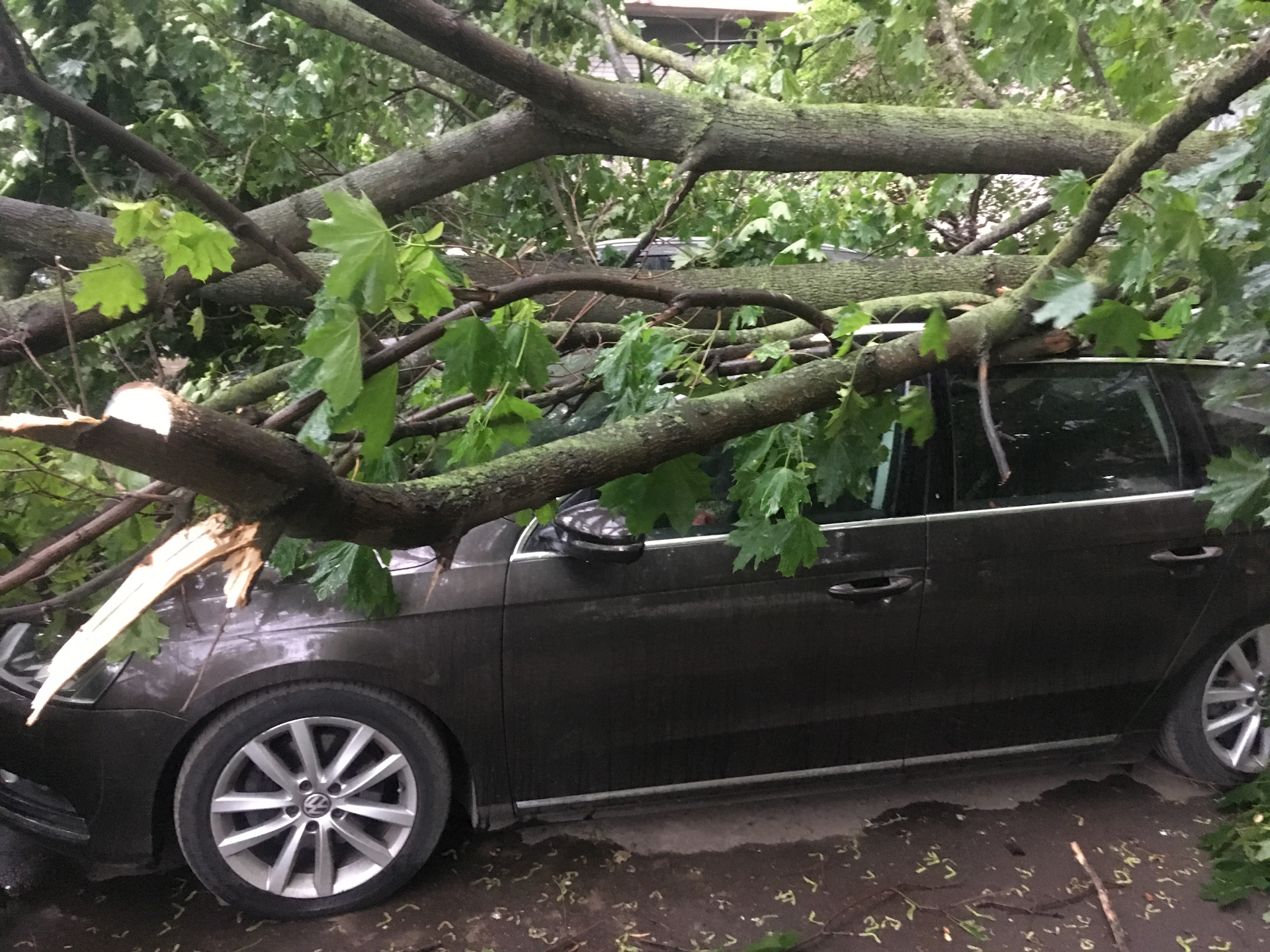 Жительница Твери отсудила ущерб, причинённый упавшим на машину деревом