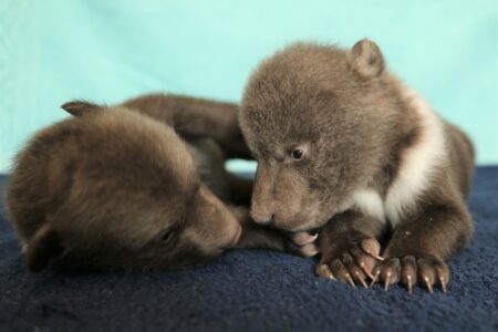 В Тверской области появилось видео про капризного Чука и вредного Гека 