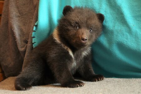 В Тверской области спасают двух медвежат, у которых мать убили браконьеры В Тверской области спасают двух медвежат, у которых мать убили браконьеры