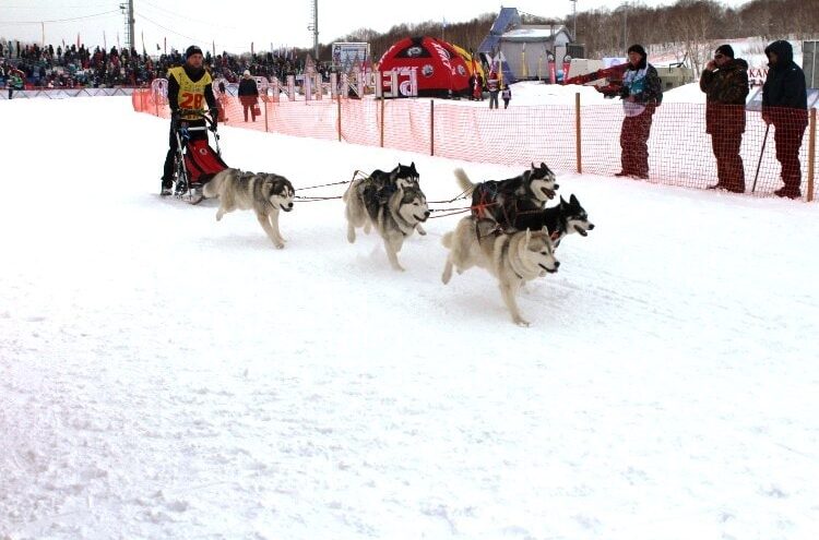 РТКОММ организовал спутниковую связь на ежегодных гонках Берингия на Камчатке