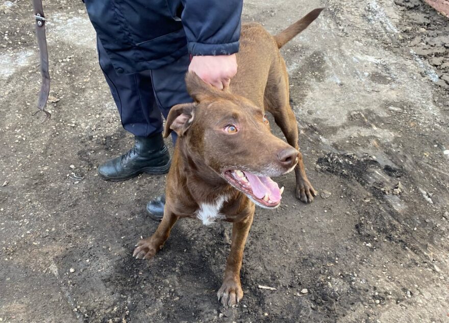 Одинокий пёс набросился на ребёнка в Тверской области