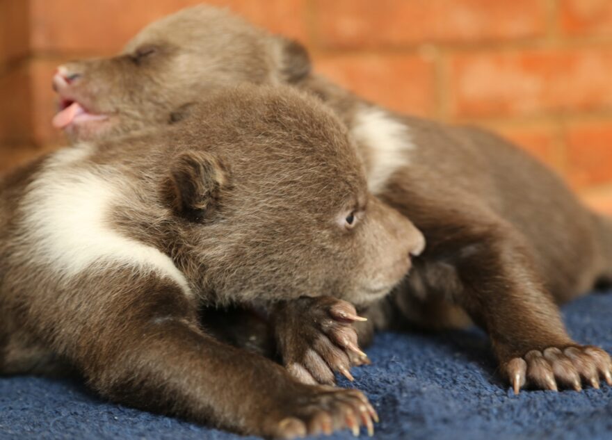Медвежата в Тверской области умеют говорить «мяу»