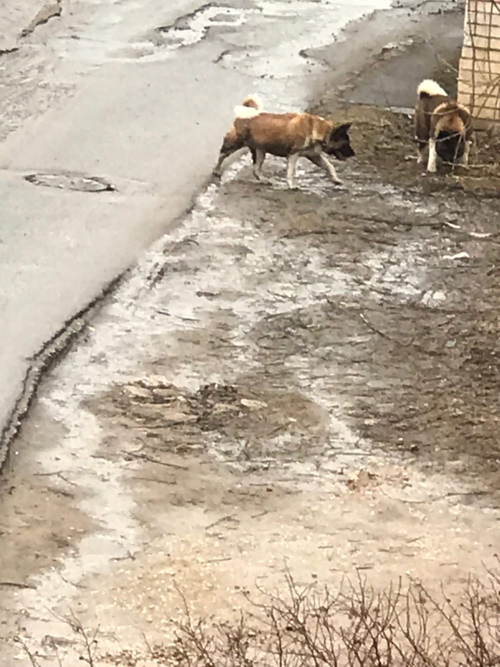 Жители Тверской области боятся выйти на улицу из-за агрессивных бродячих собак