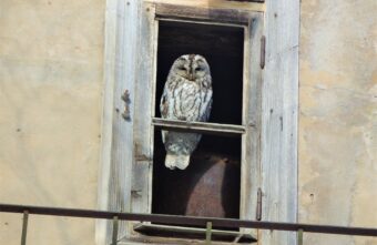 Весна в Твери не даёт спать красавице Мане Весна в Твери не даёт спать красавице Мане