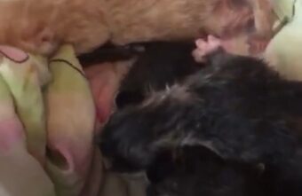 В Тверской области спасли котят, которых выкинули в канаву