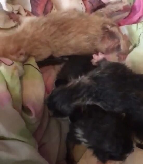 В Тверской области спасли котят, которых выкинули в канаву