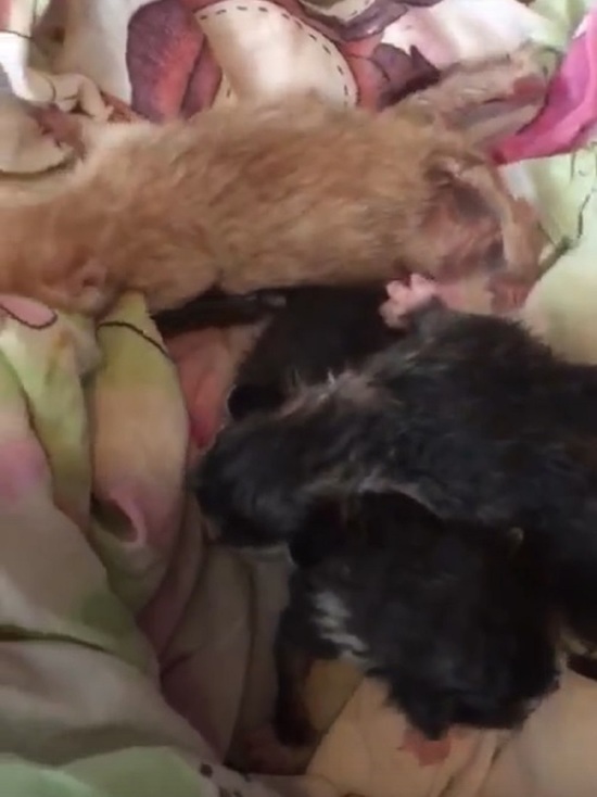 В Тверской области спасли котят, которых выкинули в канаву