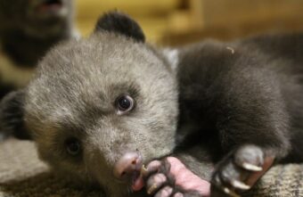 В соцсетях появилось новое видео о спасенных медвежатах в Тверской области
