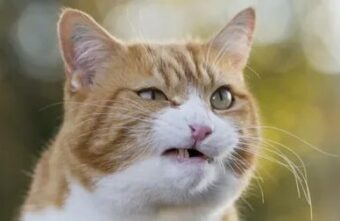 Российские кошки и собаки попали под санкции