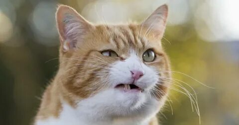 Российские кошки и собаки попали под санкции