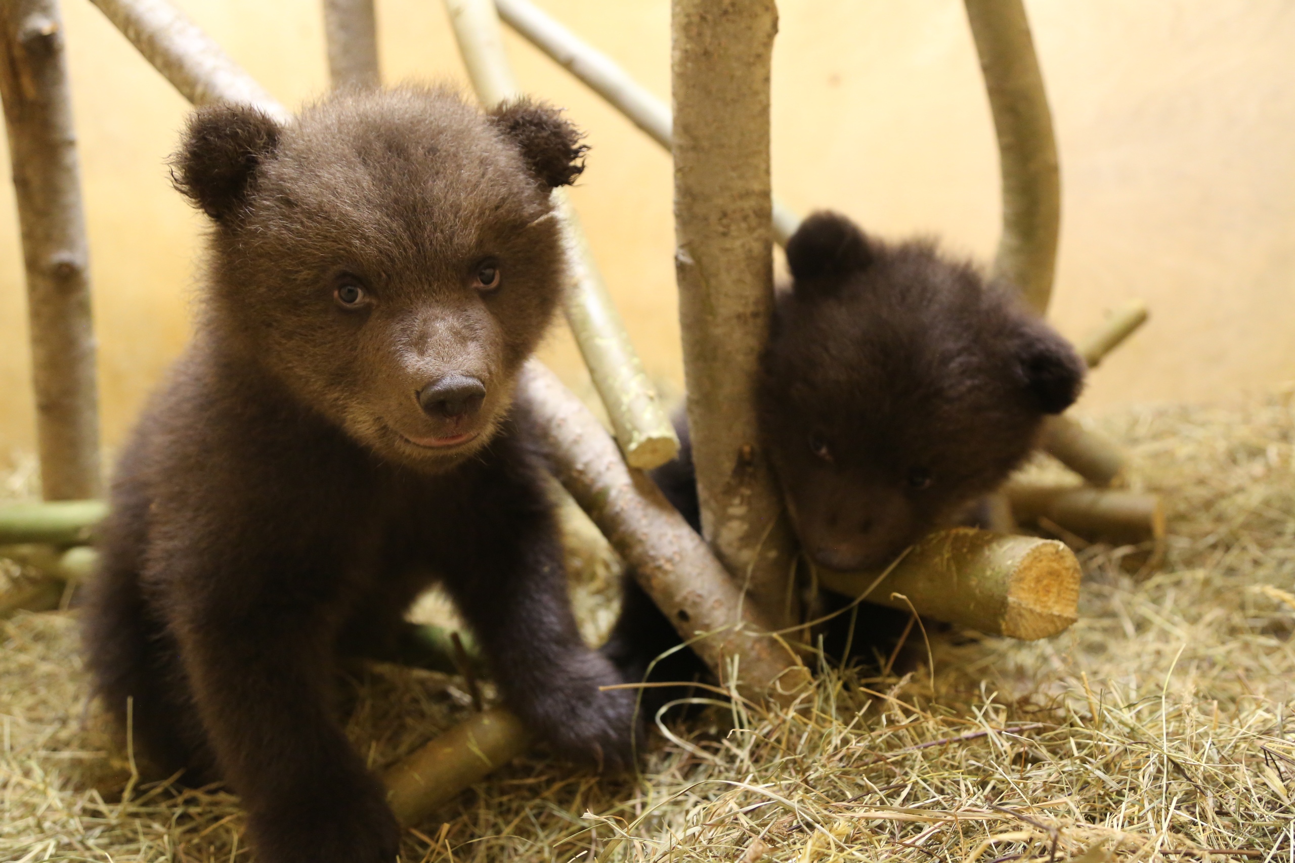 Спасённым в Тверской области медвежатам дали имена