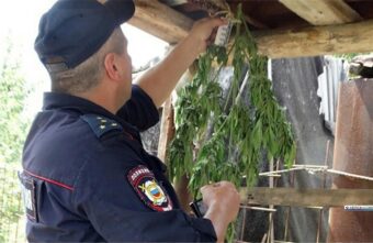 Парень из Тверской области сел в тюрьму за коноплю у дома Парень из Тверской области сел в тюрьму за коноплю у дома