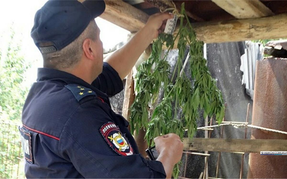 Парень из Тверской области сел в тюрьму за коноплю у дома