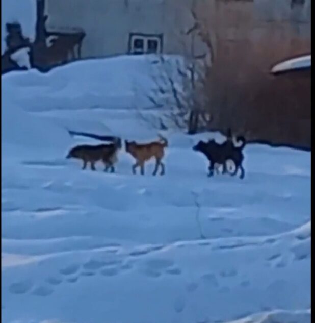 Жители города в Тверской области обеспокоены появлением собачьей стаи