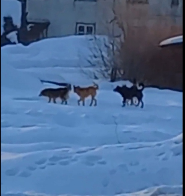 Жители города в Тверской области обеспокоены появлением собачьей стаи