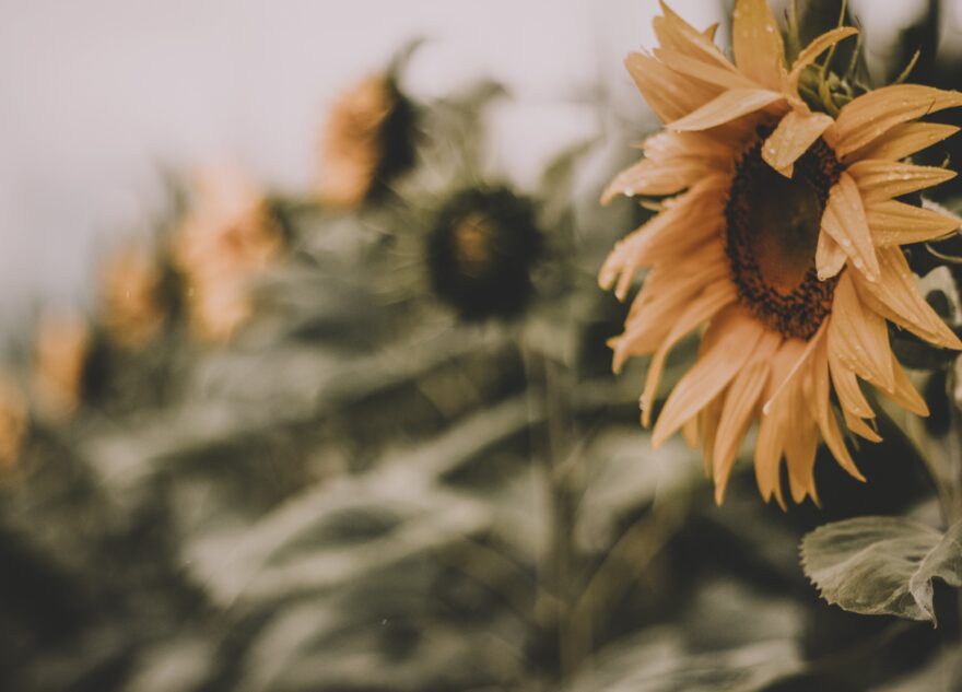 Грядущее лето в Тверской области ожидается очень тяжёлым