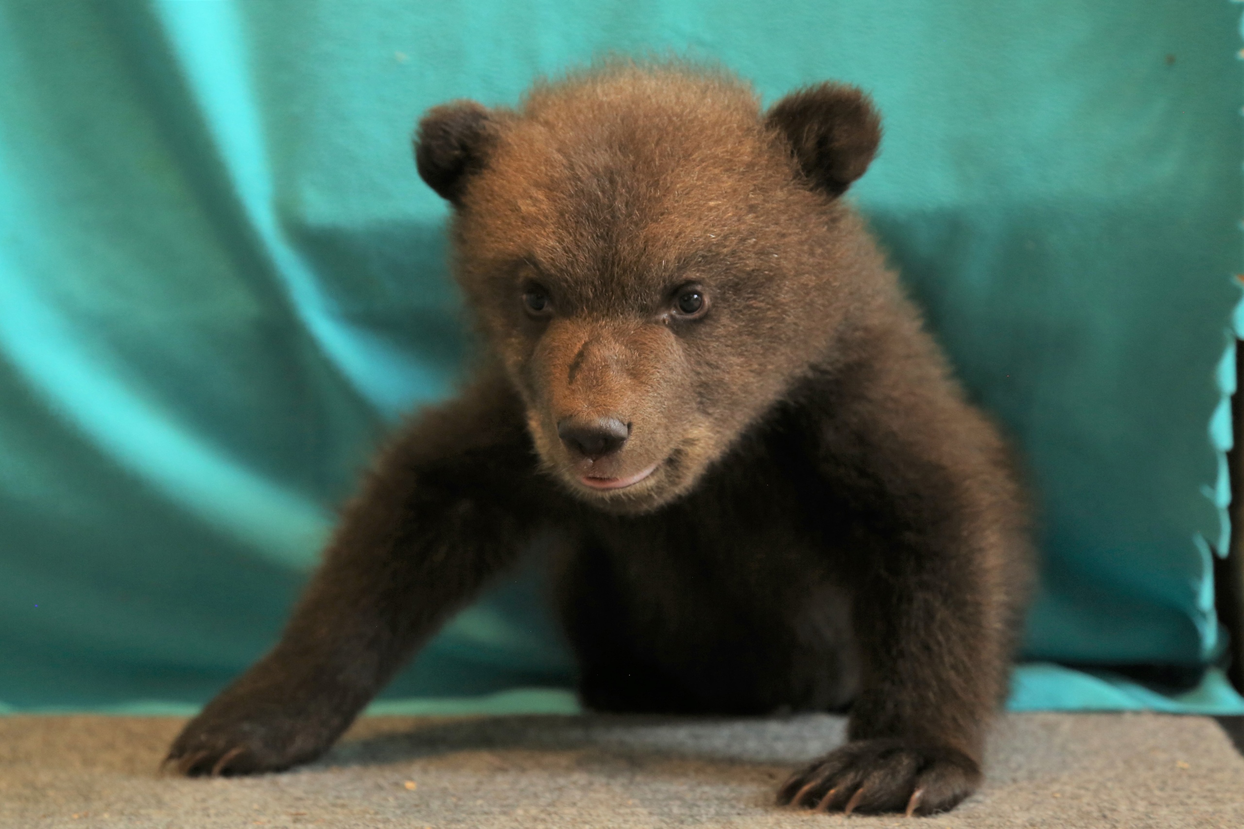 В Тверской области спасают двух медвежат, у которых мать убили браконьеры