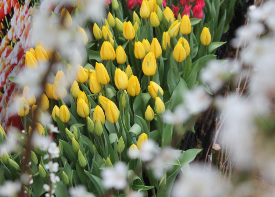 Жителям Тверской области дали шесть простых советов по выбору цветов