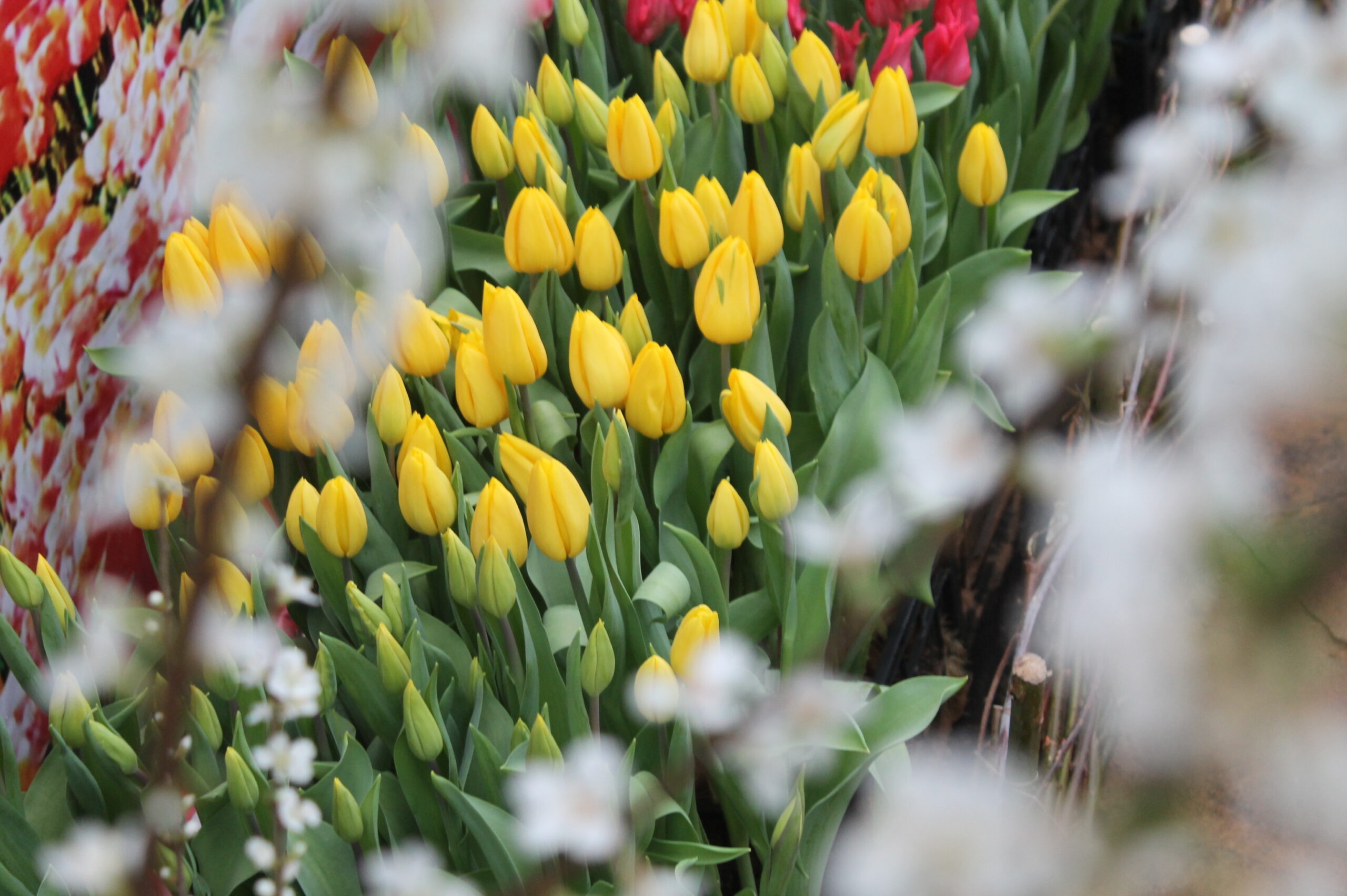 Жителям Тверской области дали шесть простых советов по выбору цветов
