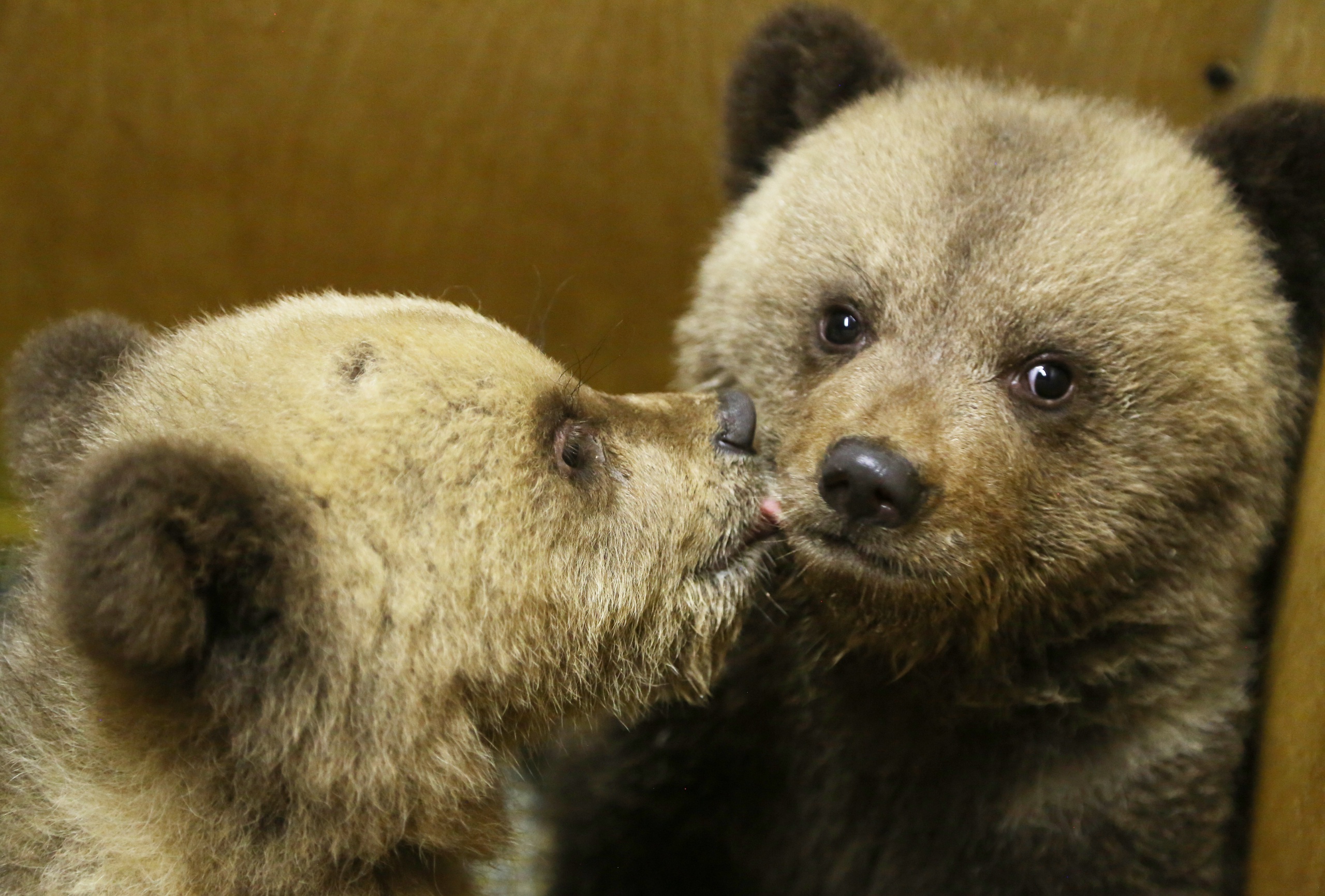 В Тверскую область привезли трёх медвежат, брошенных матерью