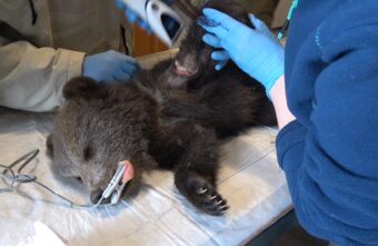 Тверские биологи рассказали подробности истории о застрявшем в дереве медвежонке