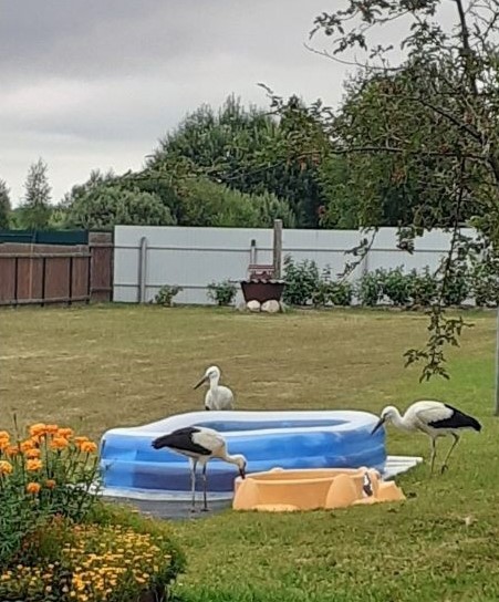 Аист Гоша вернулся в Тверскую область, где его очень тепло принимали