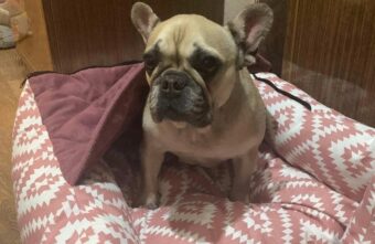 Догхантеры убили любимую собаку тверских ветеринаров Догхантеры убили любимую собаку тверских ветеринаров