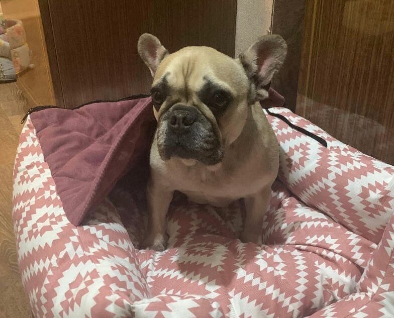 Догхантеры убили любимую собаку тверских ветеринаров