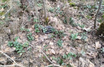 В Тверской области началось нашествие змей