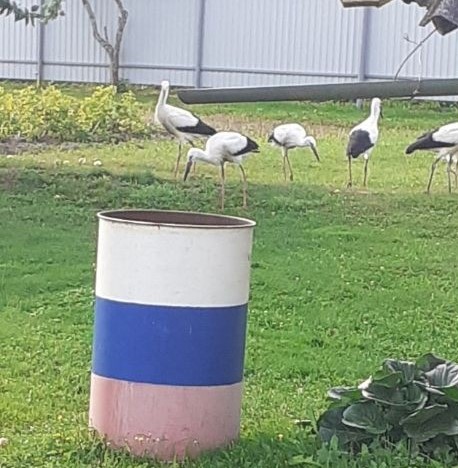 Аист Гоша вернулся в Тверскую область, где его очень тепло принимали