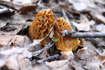 В Тверской области пошли первые грибы