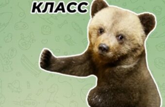 Маленькие медвежата, которых спасают в Тверской области, стали стикерами Маленькие медвежата, которых спасают в Тверской области, стали стикерами