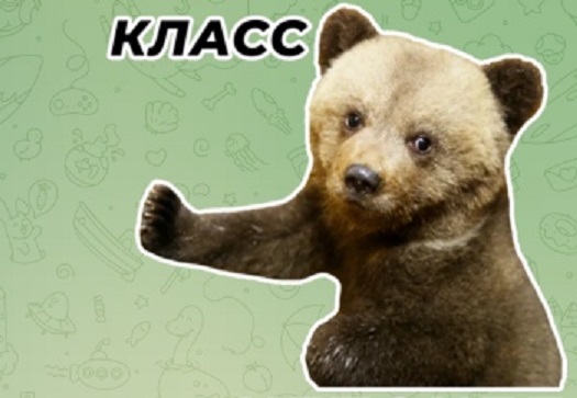 Маленькие медвежата, которых спасают в Тверской области, стали стикерами