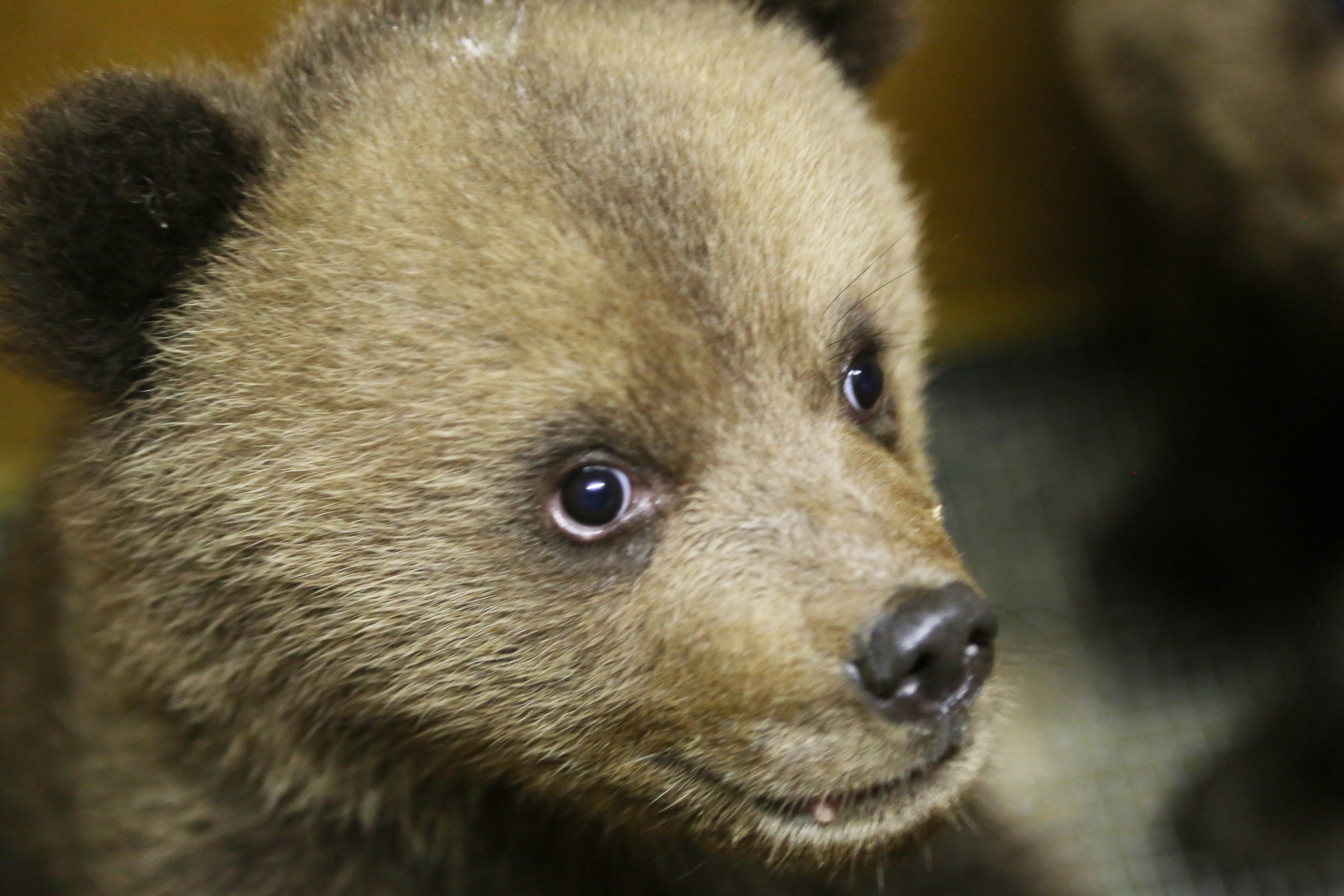 В Тверскую область привезли трёх медвежат, брошенных матерью