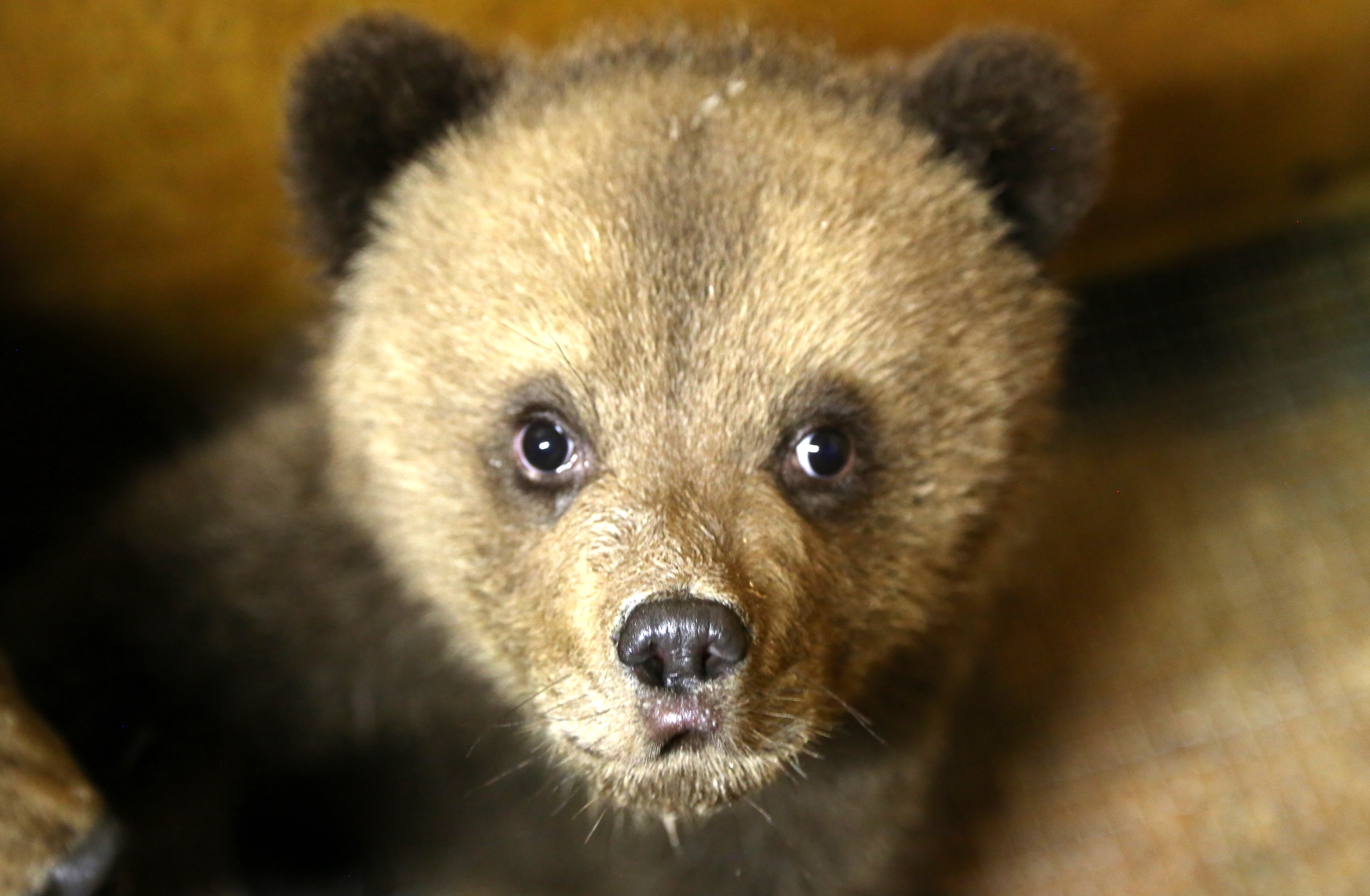В Тверскую область привезли трёх медвежат, брошенных матерью