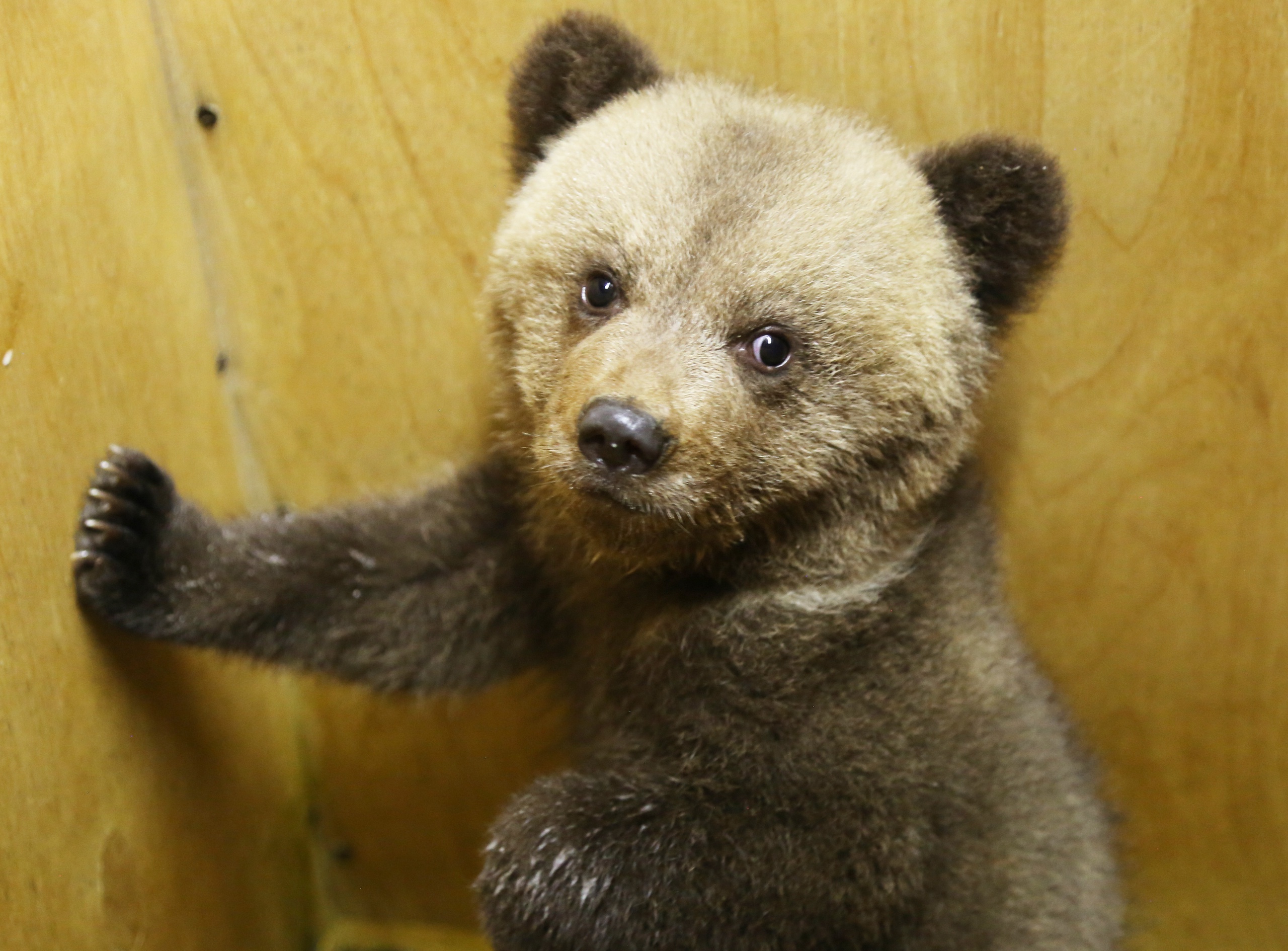 В Тверскую область привезли трёх медвежат, брошенных матерью