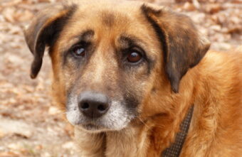 В Тверской области вынесли приговор мужчине за жестокое убийство собаки