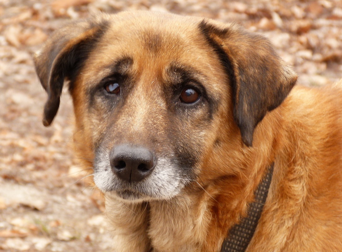 В Тверской области вынесли приговор мужчине за жестокое убийство собаки