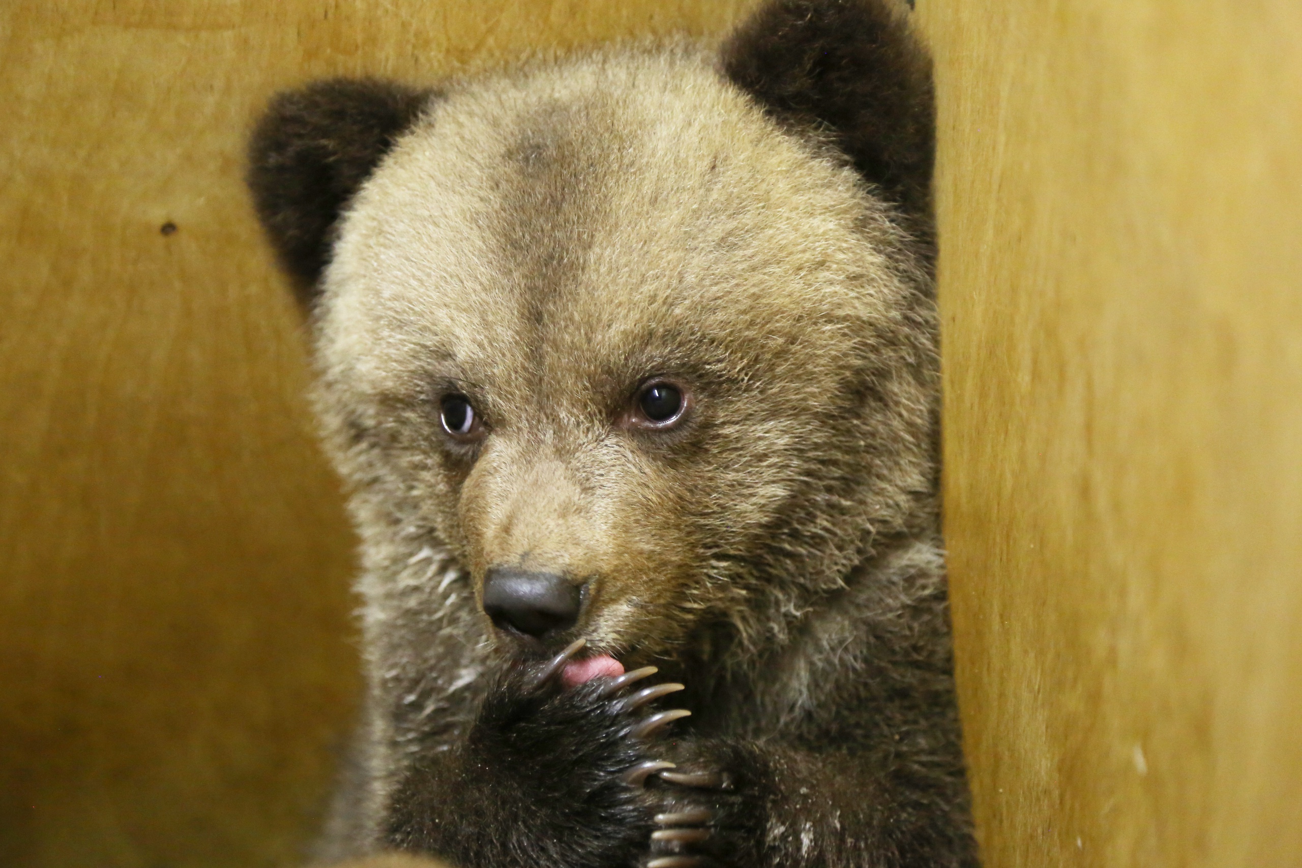 В Тверскую область привезли трёх медвежат, брошенных матерью