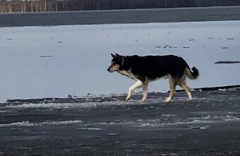 В Тверской области спасли собаку, уплывшую на льдине  