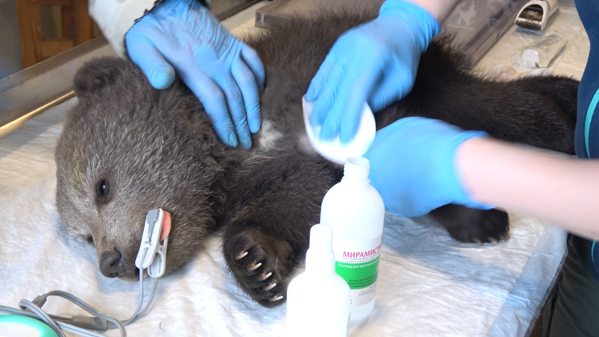 Тверские биологи рассказали подробности истории о застрявшем в дереве медвежонке