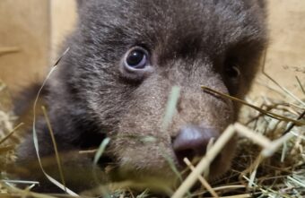 В Тверской области спасают двух медвежат с аристократическими именами В Тверской области спасают двух медвежат с аристократическими именами
