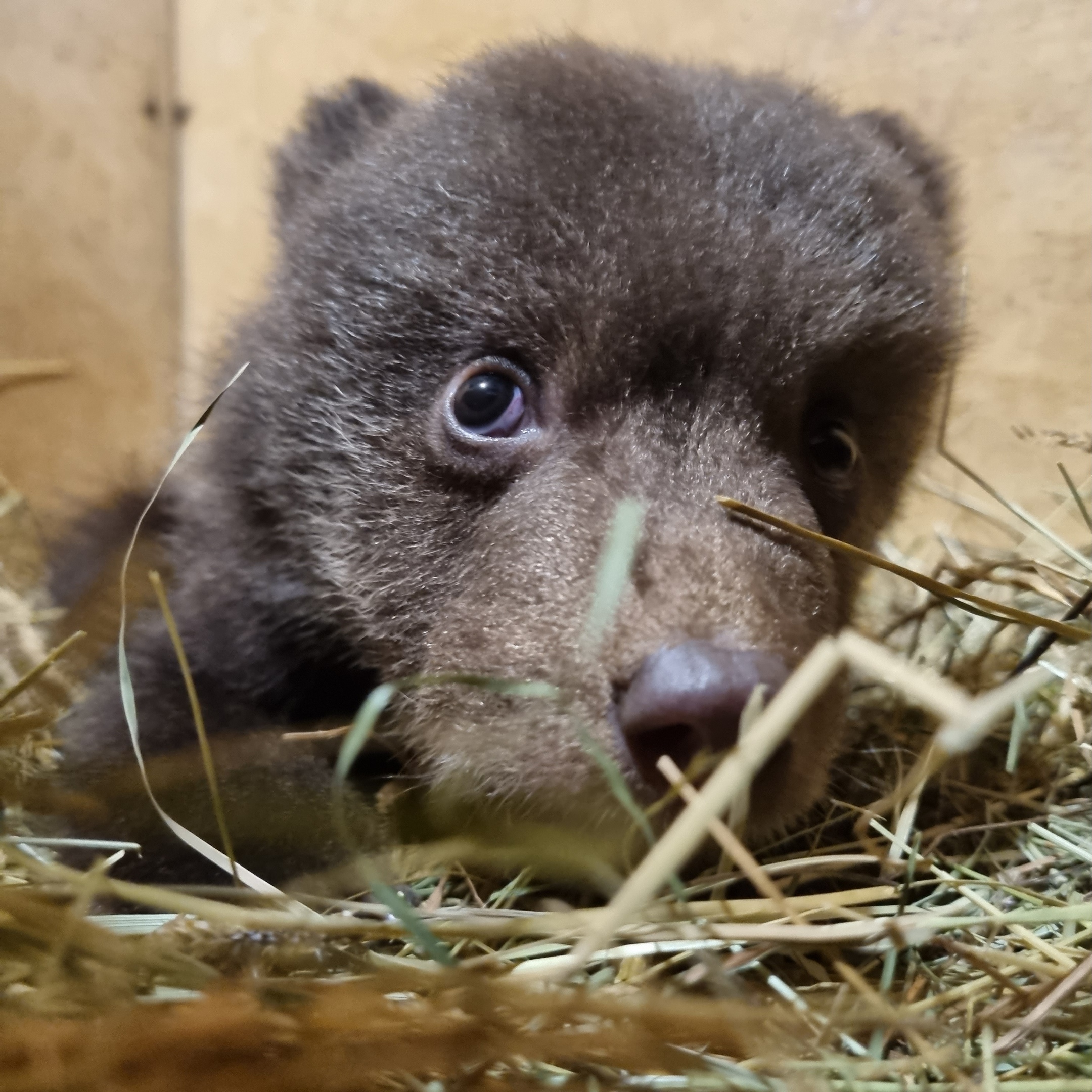 В Тверской области спасают двух медвежат с аристократическими именами