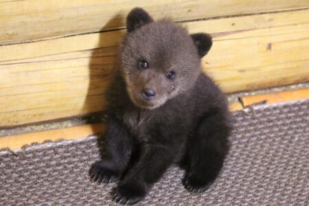 Судьба матери неизвестна: в Тверской области спасают малыша Умку